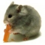 Obrázok
